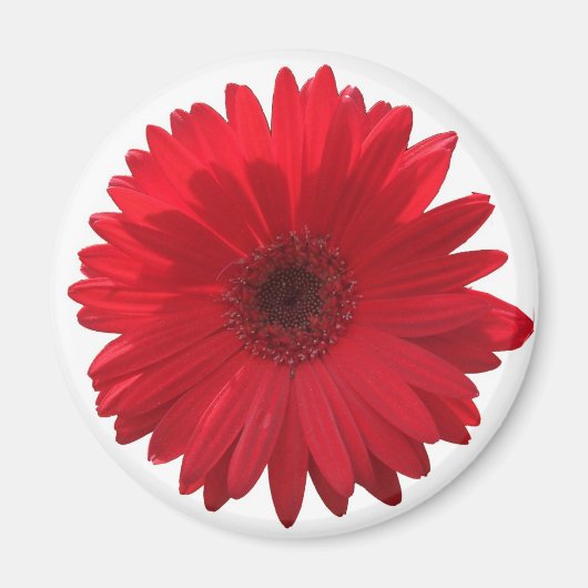 Red Daisy Magnet (Voorkant)