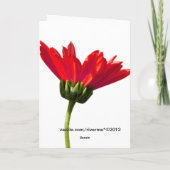 Red Daisy Simplicity Alle gelegenheden Groet Kaart (Achterkant)