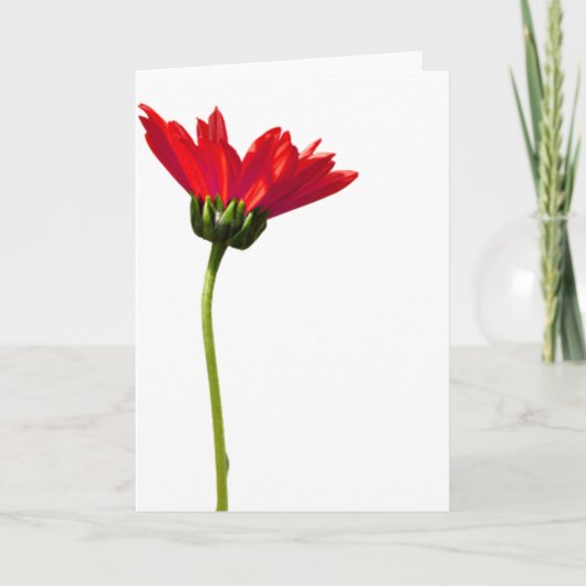 Red Daisy Simplicity Alle gelegenheden Groet Kaart (Voorkant)