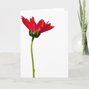 Red Daisy Simplicity Alle gelegenheden Groet Kaart