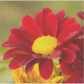 Red Daisy Sticker (Voorkant)