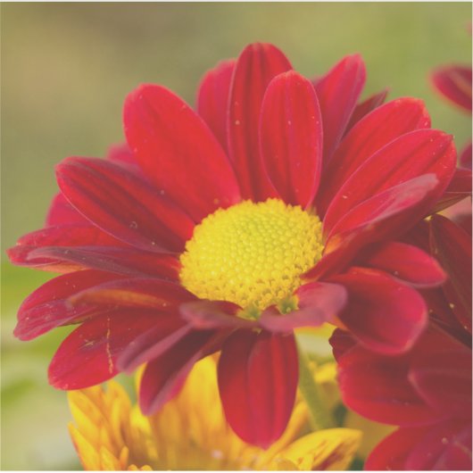 Red Daisy Sticker (Voorkant)