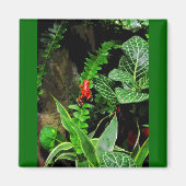 Red Dart Frog CB Magneet (Voorkant)