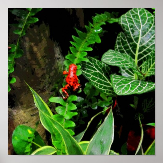 Red Dart Frog CB Poster (Voorkant)