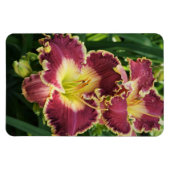 Red Daylilies Magneet (Horizontaal)