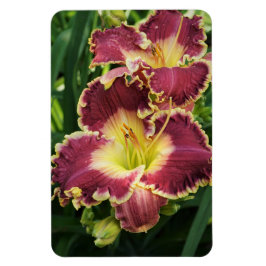 Red Daylilies Magneet