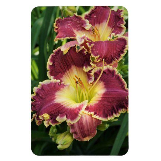 Red Daylilies Magneet (Verticaal)