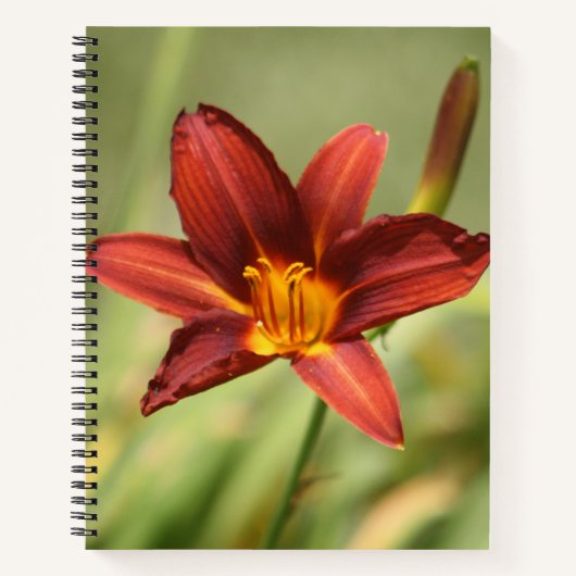 Red Daylily Flower Notitieboek (Voorkant)