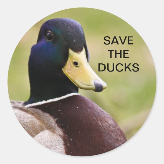 Red de eenden Sticker (Voorkant)