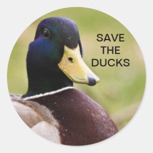 Red de eenden Sticker