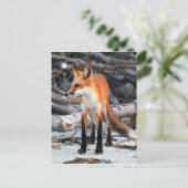 Red de fox-postkaart uit onze planeet opslaan briefkaart (Staand voorkant)