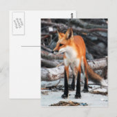 Red de fox-postkaart uit onze planeet opslaan briefkaart (Voorkant / Achterkant)
