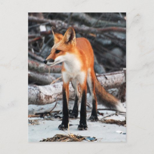 Red de fox-postkaart uit onze planeet opslaan briefkaart (Voorkant)