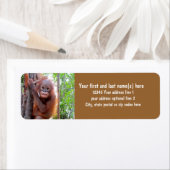 Red de orang-oetans met Baby Uttuh Etiket (Insitu)