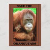 Red de Orangutans Briefkaart (Voorkant)