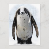 Red de Panguin! Briefkaart (Voorkant)