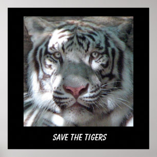 Red de Tijger Poster