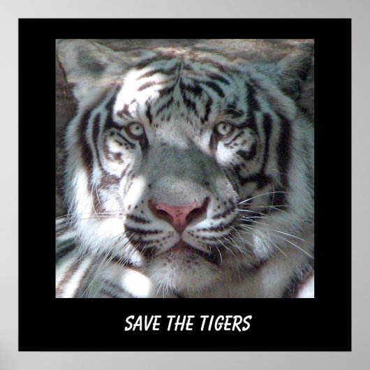 Red de Tijger Poster (Voorkant)
