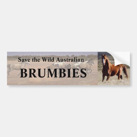 Red de wilde Australische Brumbies Bumpersticker (Voorkant)