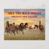 Red de wilde paarden briefkaart (Voorkant)