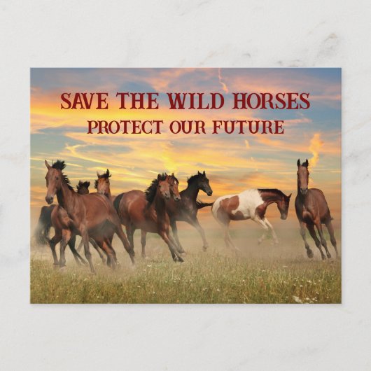 Red de wilde paarden briefkaart (Voorkant)