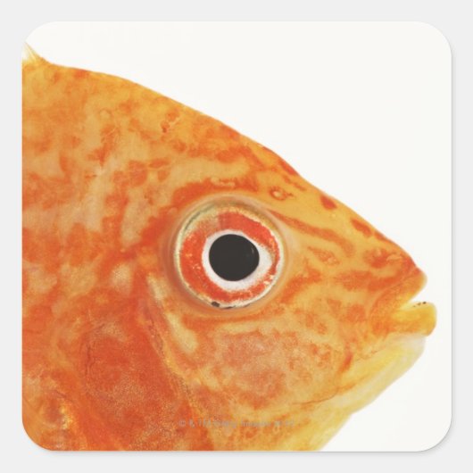 Red Deacon Vierkante Sticker (Voorkant)