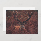 Red Deer Amidst Bracken Briefkaart (Voorkant / Achterkant)