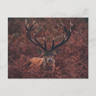 Red Deer Amidst Bracken Briefkaart