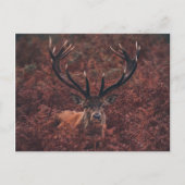 Red Deer Amidst Bracken Briefkaart (Voorkant)