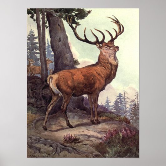 Red Deer door Winifred Austen,  wilde dieren Poster (Voorkant)