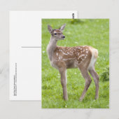 Red Deer Fawn Briefkaart (Voorkant / Achterkant)