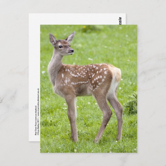 Red Deer Fawn Briefkaart (Voorkant / Achterkant)