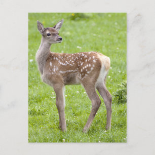Red Deer Fawn Briefkaart