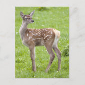 Red Deer Fawn Briefkaart (Voorkant)