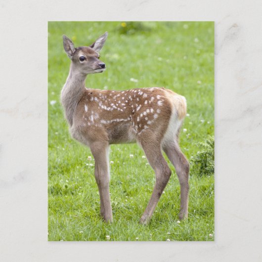 Red Deer Fawn Briefkaart (Voorkant)