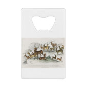 Red Deer Hart, Hind, Roebuck, Thibetian Musk Deer Creditkaart Flessenopener (Voorkant)
