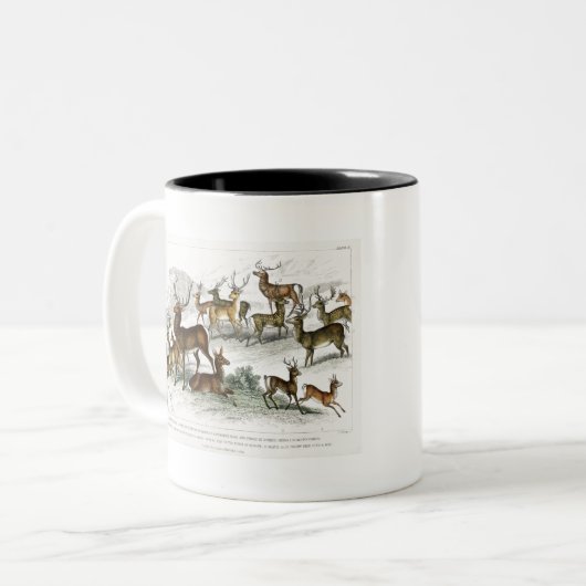 Red Deer Hart, Hind, Roebuck, Thibetian Musk Deer Tweekleurige Koffiemok (Voorkant links)