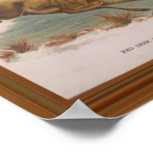 Red Deer  Illustration 19th Century Poster (Hoek)