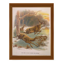 Red Deer  Illustration 19th Century