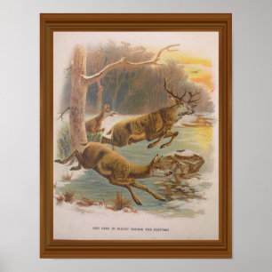 Red Deer Illustration 19th Century Poster