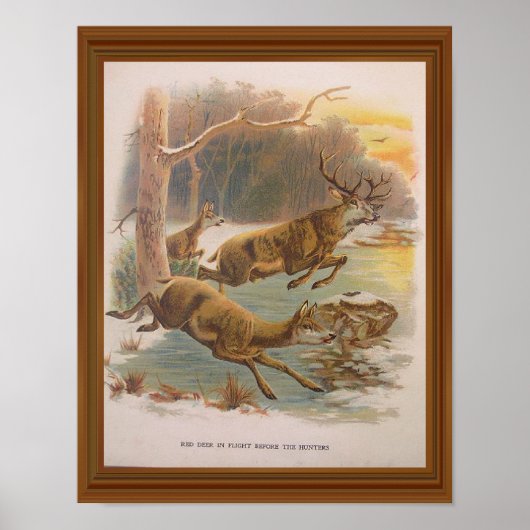 Red Deer  Illustration 19th Century Poster (Voorkant)