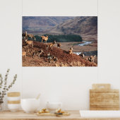 Red Deer in Glen Etive, Highlands, Schotland Poster (Keuken)
