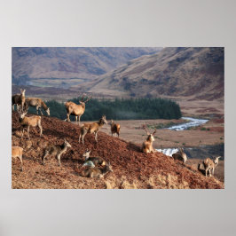 Red Deer in Glen Etive, Highlands, Schotland Poster
