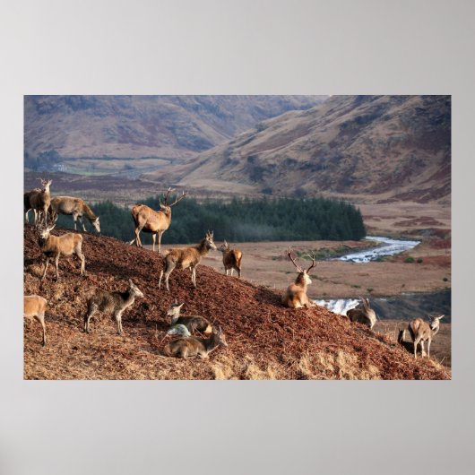 Red Deer in Glen Etive, Highlands, Schotland Poster (Voorkant)