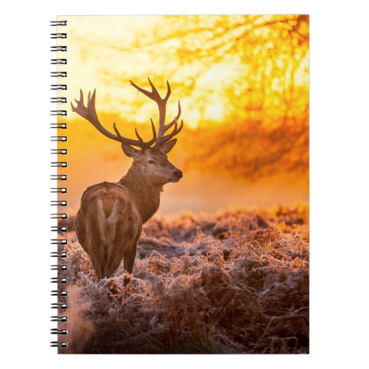 Red Deer in Morning Sun. herten, dieren, wilde die Notitieboek (Voorkant)