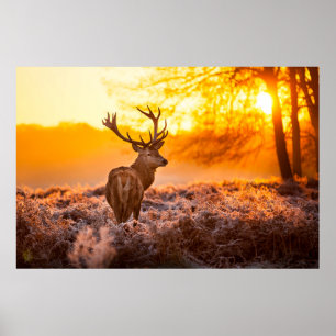 Red Deer in Morning Sun. herten, dieren, wilde die Poster