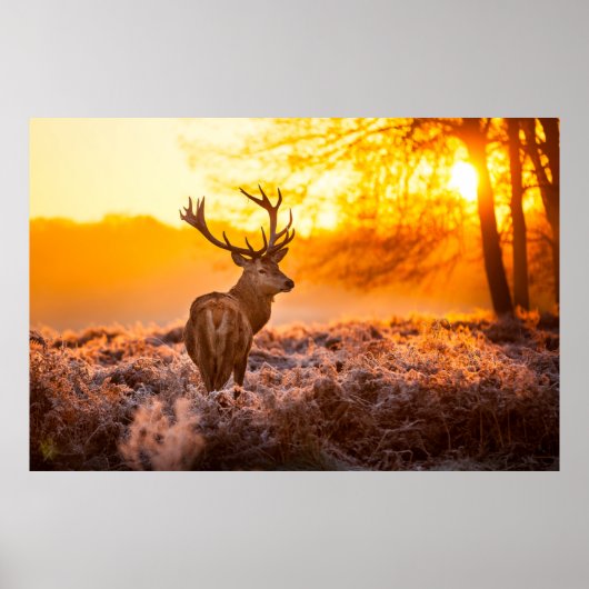 Red Deer in Morning Sun. herten, dieren, wilde die Poster (Voorkant)