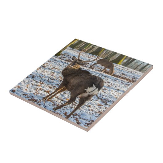 Red Deer in sneeuw Tegeltje (Zijkant)