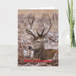 Red Deer kerstKaart Feestdagen Kaart
