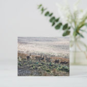 Red Deer Lyme Park Briefkaart (Staand voorkant)